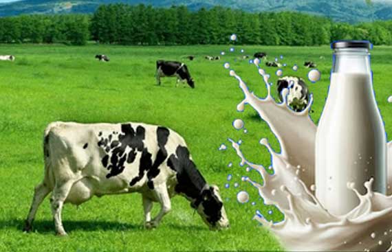 
Agro Focus International (Imported Agricultural Seeds, High-Yield Crop Seeds, Hybrid & Certified Seeds, Vegetable & Fruit Seeds for Sri Lanka, Seed Import & Distribution, Agricultural Machinery Imports, Modern Farming Equipment, Farm Mechanization Solutions, Trusted Agri-Technology Partner)
