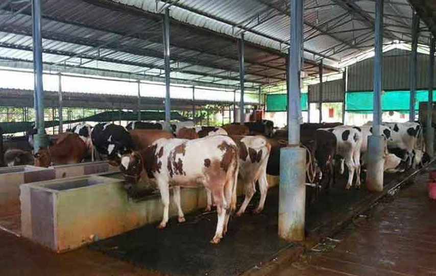 
Agro Focus International (Imported Agricultural Seeds, High-Yield Crop Seeds, Hybrid & Certified Seeds, Vegetable & Fruit Seeds for Sri Lanka, Seed Import & Distribution, Agricultural Machinery Imports, Modern Farming Equipment, Farm Mechanization Solutions, Trusted Agri-Technology Partner)
