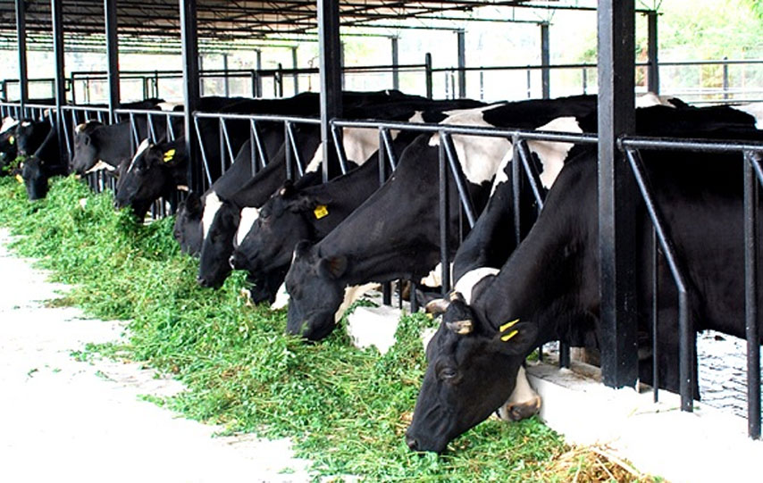 
Agro Focus International (Imported Agricultural Seeds, High-Yield Crop Seeds, Hybrid & Certified Seeds, Vegetable & Fruit Seeds for Sri Lanka, Seed Import & Distribution, Agricultural Machinery Imports, Modern Farming Equipment, Farm Mechanization Solutions, Trusted Agri-Technology Partner)
