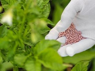 
Agro Focus International (Imported Agricultural Seeds, High-Yield Crop Seeds, Hybrid & Certified Seeds, Vegetable & Fruit Seeds for Sri Lanka, Seed Import & Distribution, Agricultural Machinery Imports, Modern Farming Equipment, Farm Mechanization Solutions, Trusted Agri-Technology Partner)
