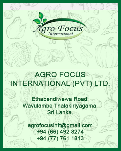 Sera Yard Long Beans